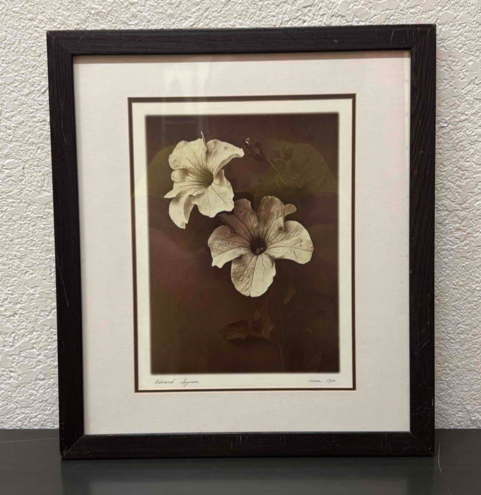 Sepia-toned Photograph of Petunias by Edward Seymour, Circa 1900