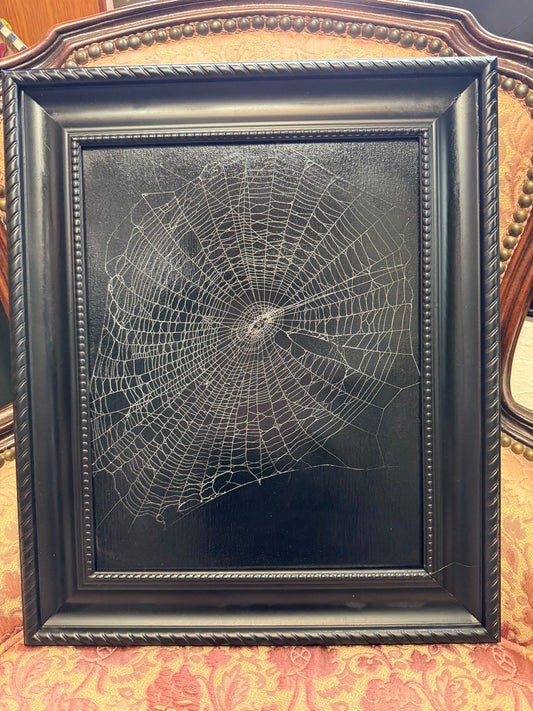 Spiderweb Taxidermy Original Art