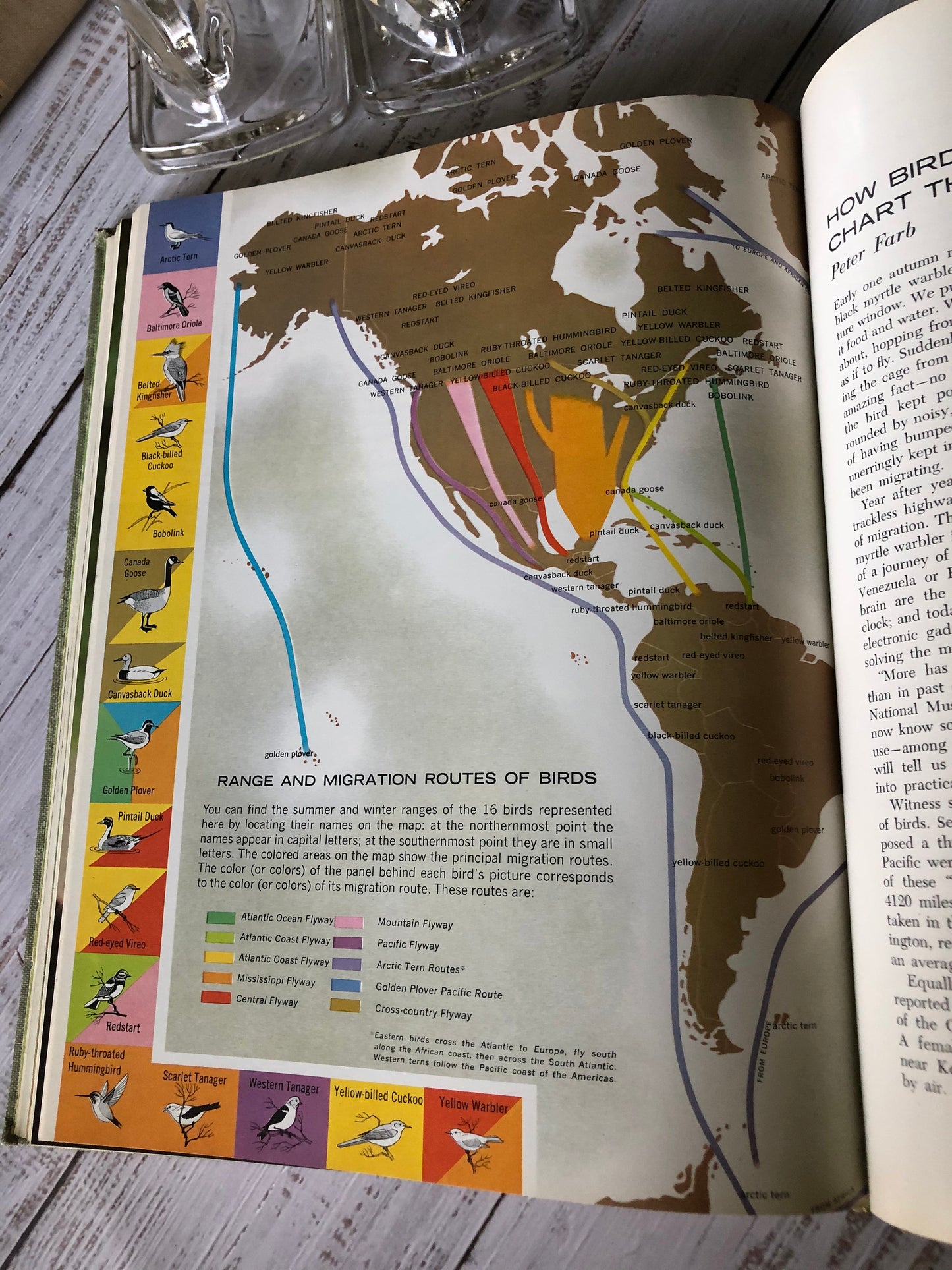 1964 Marvels and Mysteries of our Animal World from Readers Digest