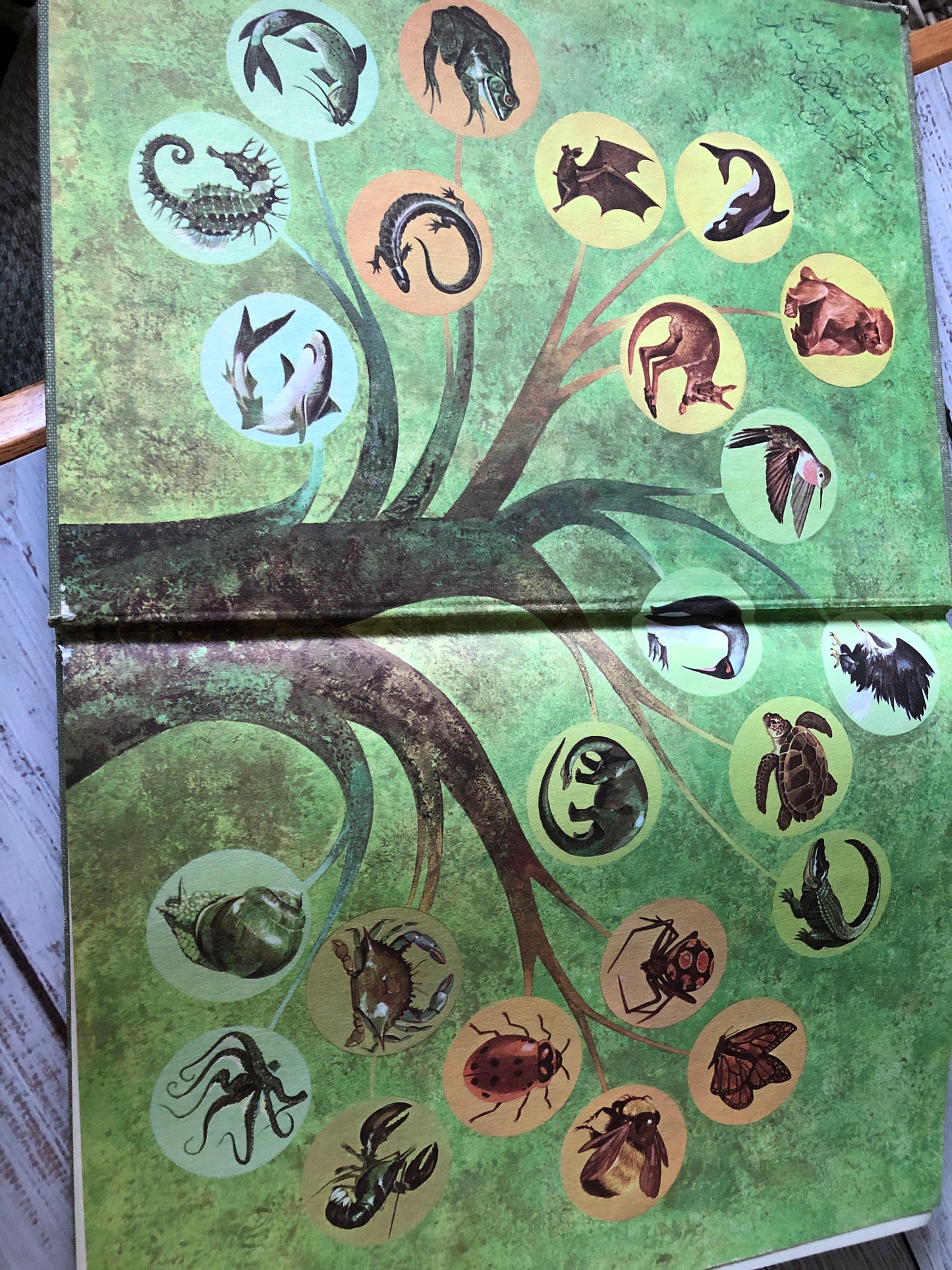 1964 Marvels and Mysteries of our Animal World from Readers Digest